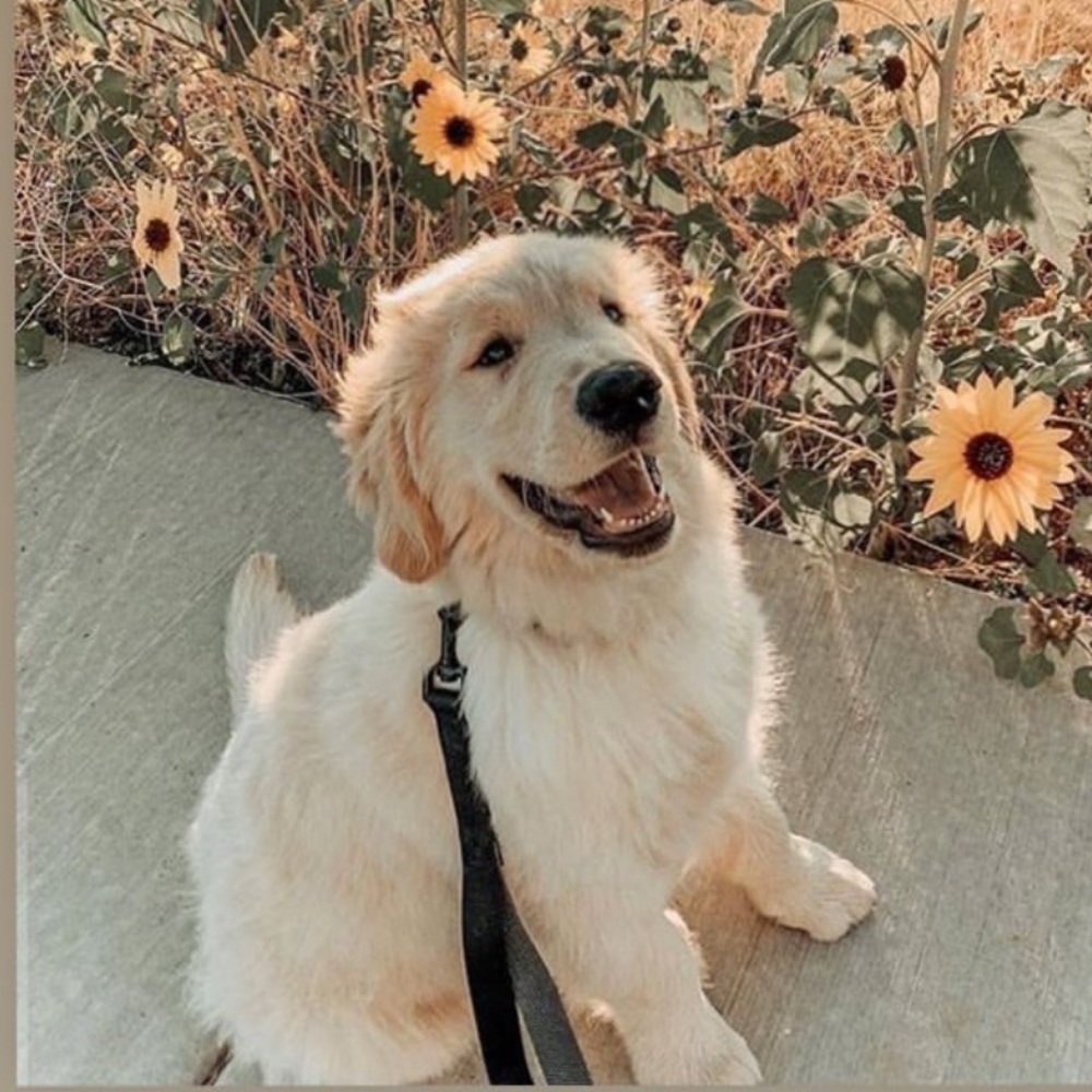 Meet your Posher, Admir